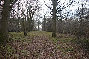 Park Wood, Cambridgeshire 4