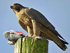 Peregrine Falcon with Kill