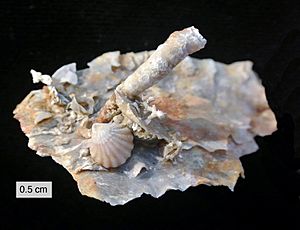Permian Silicified Sclerobionts