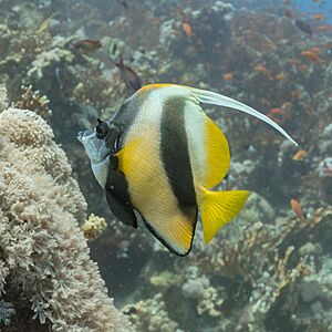 Pez estandarte del mar Rojo (Heniochus intermedius), parque nacional Ras Muhammad, Egipto, 2022-03-27, DD 106.jpg