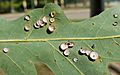 Phylloteras poculum oak gall crop