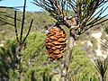 Pinus nelsonii, General Zaragoza, Nuevo León, Mexico 1