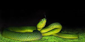 Pope's Pit Viper