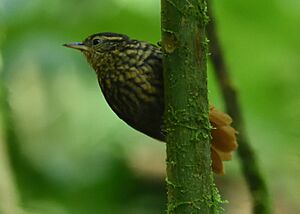 Premnornis guttuliger Rusty-winged barbtail; Pereira, Risaralda, Colombia.jpg