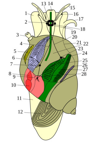 Prosobranchia male