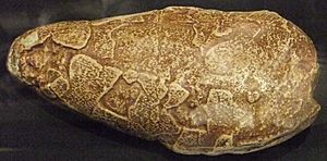 Protoceratops sp. egg (cast), Wrexham Museum