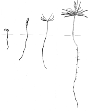 Pseudotsuga seed seedling