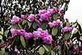 Rhododendron campanulatum AJTJ