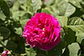 Rosa 'Rose de Rescht' IMG 0167