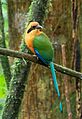 Rufous motmot (92334)