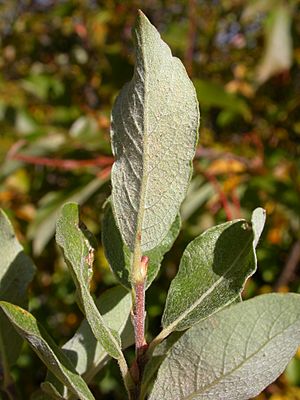 Salix bebbiana (5027584564)
