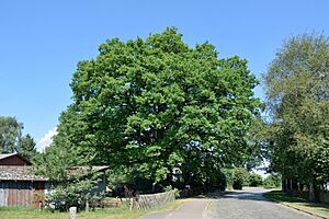 Schleswig-Holstein, Wulfsmoor, Naturdenkmal NIK 8345
