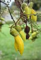 Sophora longicarinata flowers