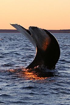Southern right whale4