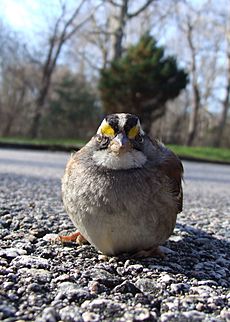 Sparrow, White throated