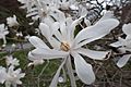 Star Magnolia from Halifax botanical gardens