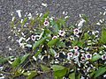 Starr 001101-0044 Paederia foetida