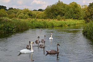 Swans and cygnets on the River Test at East Aston Common (geograph 5890573).jpg