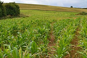 Sweetcorn crop west of Holbeck - geograph.org.uk - 6215907