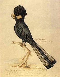 Thomas Watling - Banksian Cockatoo