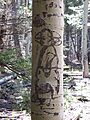 Tom Mix dendroglyph