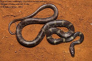 Travancore wolf snake Lycodon travancoricus by Krishna Khan.jpg