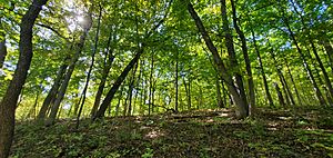 Upland forest at Mitchell's Grove.jpg