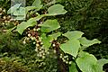 V. pseudoreticulata 2