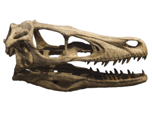 Velociraptor skull crâne 2