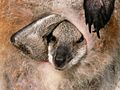 Wallaby joey face in pouch