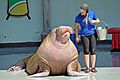 Walrus in Marineland, Ontario, Canada - 2017 (37223504105)