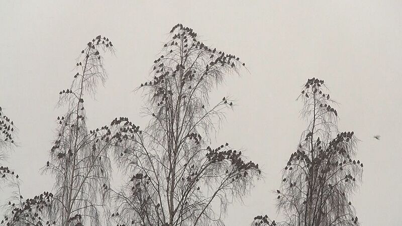 Waxwings (8284566802)