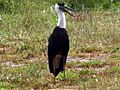 Wooly necked stork 2