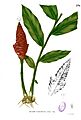 Zingiber montanum Blanco2.370