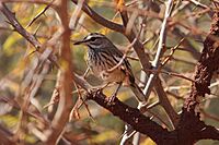 (Cercotrichas leucophrys subsp. pectoralis) White-browed Scrub Robin