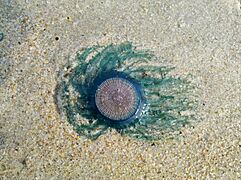 (Porpita porpita) Blue button, found on Uttorda Beach, Goa, India