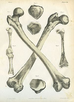 A Series of Anatomical Plates Bones Plate 24