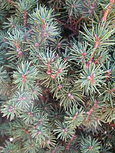 A dwarf Alberta white spruce