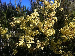 Acacia cochlearis blossom