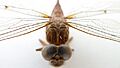Acanthaeschna victoria eyes (39770409751)