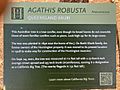 Agathis Robusta Huntington Sign