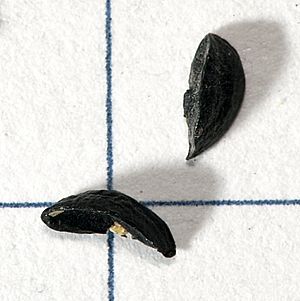 Allium.schoenoprasum.seeds