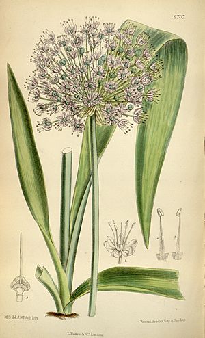Illustration of "Allium macleanii"