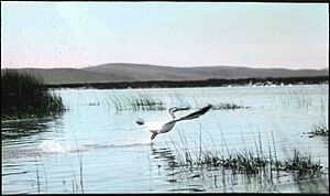 American White Pelican Malheur 1908