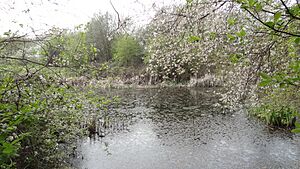 Anton Crescent Wetland 4