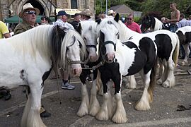 Appleby Horse Fair (8991291912)