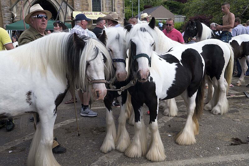 Appleby Horse Fair (8991291912)