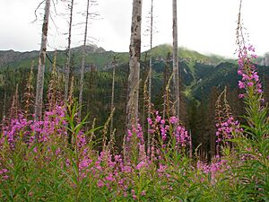 Belianske Tatry