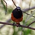 Black Redstart (Phoenicurus ochruros)- Male at Sultanpur I Picture1042