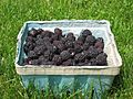 Black raspberries in a basket, side view